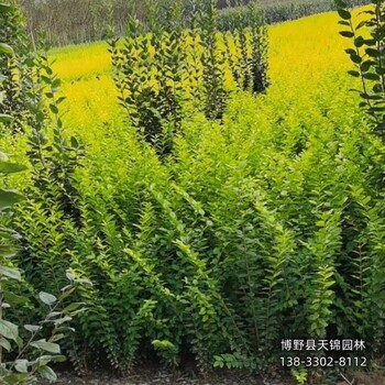小葉女貞-陜西60公分金葉女貞帶土球裝車