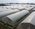安陽蔬菜春秋棚廠家建造