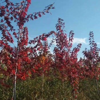 金州批發(fā)零售綠化苗木綠化苗木價(jià)格