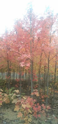 大連旅順口批發(fā)綠化苗木苗圃