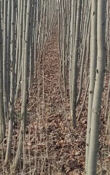 大連耐寒法桐速生法桐
