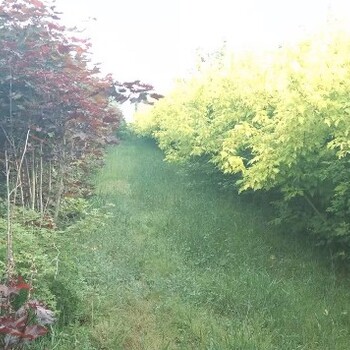 大連綠化苗圃綠化苗木