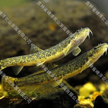 北方花泥鰍魚苗養(yǎng)殖基地黑龍江本地花泥鰍魚苗批發(fā)5-7公分花泥鰍魚苗價(jià)格
