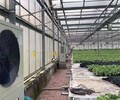 东营蔬菜温室大棚取暖全国安装