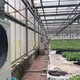 蔬菜温室大棚取暖图