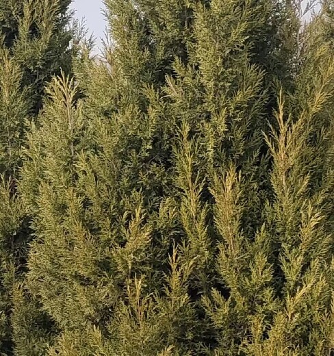 松树出售1.5米高松树苗侧柏片松树苗
