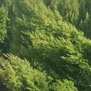 大連長(zhǎng)海塔松苗松樹(shù)苗圃