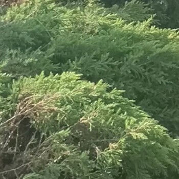大连长海出售1米高松树苗