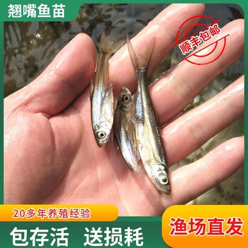 人工孵化兴凯湖大白鱼苗兴凯湖增值放流大白鱼苗兴凯湖翘嘴鱼苗种培育基地