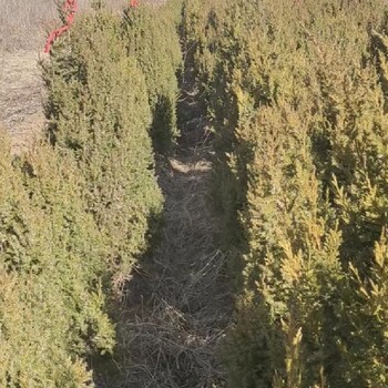 大连庄河出售1.5米高松树苗侧柏片松苗