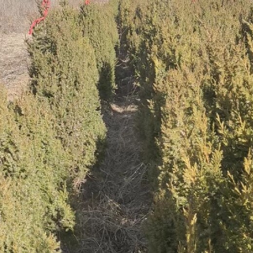 蓋州松樹苗側(cè)柏片松樹苗