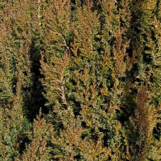 复州城出售1米高松树苗蜀桧苗