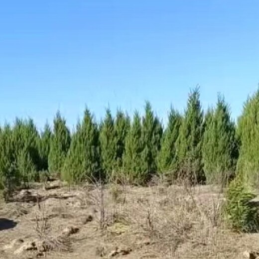 大连金州大量出售松树塔松桧柏苗