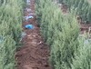 长海出售松树塔松桧柏苗1.0米高松树苗