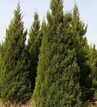 复州城哪里有2米高松树苗蜀桧苗