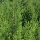 莲山出售1.5米高松树苗侧柏片松苗产品图