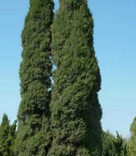 哪里有松树塔松桧柏苗1.0米高松树苗