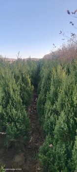 金州出售1米高东方松树苗