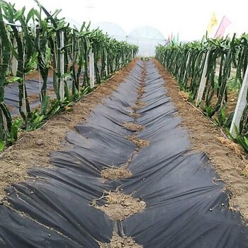 江蘇新型防草布廠家抑草布
