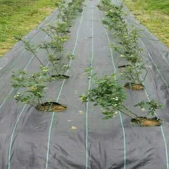 海南防草布生产厂家杂草抑制席