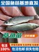 黑龙江出售各种鱼苗及商品鱼黑龙江人工繁殖鱼苗大量批发鲤鱼草鱼花白鲢鱼苗