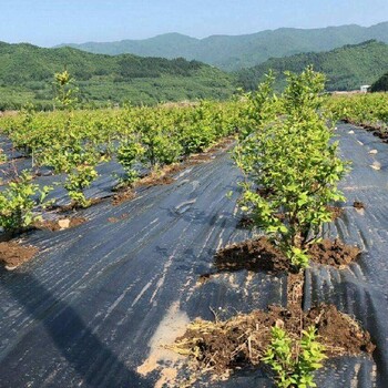 青海農用防草布價格園林地布