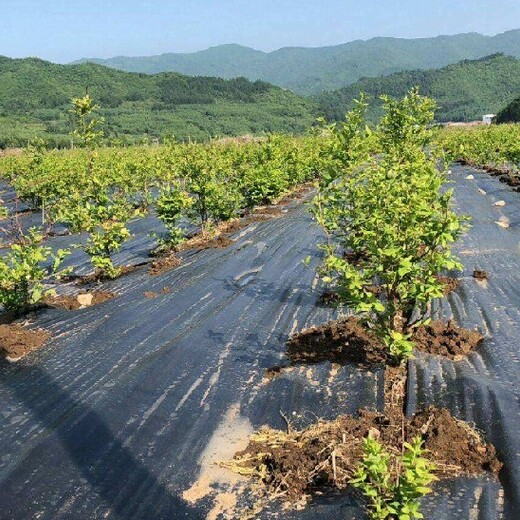贵州生态农用防草布厂家供应杂草抑制席