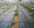 廣西生態農用防草布廠家供應