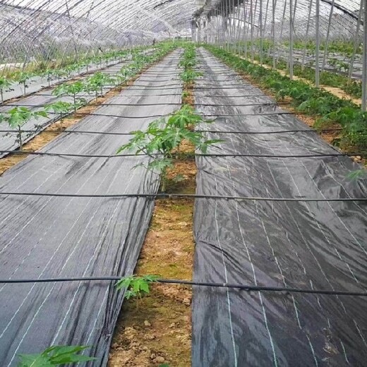 江蘇新型防草布生產(chǎn)廠家雜草抑制席