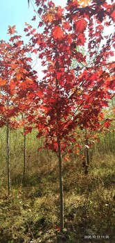 普蘭店/瓦房店出售美國紅楓，美國紅楓苗圃