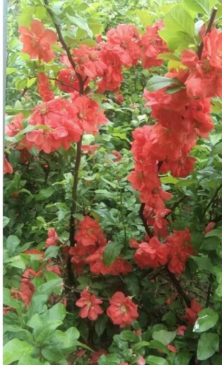 西崗苗木花卉好管理別墅庭院小區(qū)植物