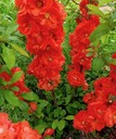 大連苗木市場(chǎng)別墅庭院小區(qū)植物成活率高