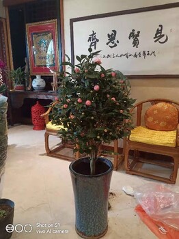 亦庄鲜花出租价格表花卉出租