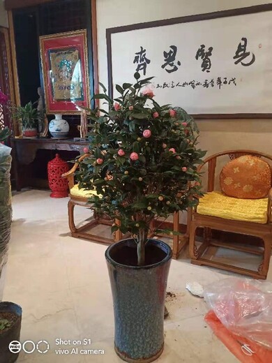 北京庆典鲜花出租方案花卉销售