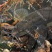吉林漁場直供花泥鰍魚苗產地花泥鰍魚苗規格齊全3-5公分花泥鰍魚苗養殖公司