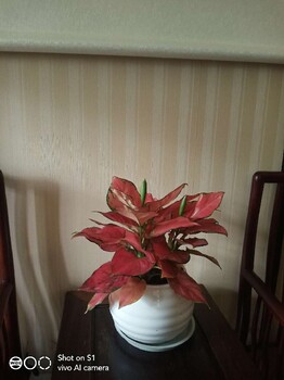 崇文寫字樓鮮花出租方案花卉出租