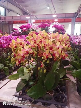 東城活動(dòng)鮮花出租多少錢花卉租賃