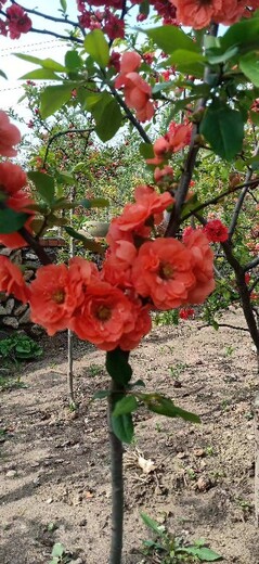 旅順出售6公分富貴王子海棠日本海棠花
