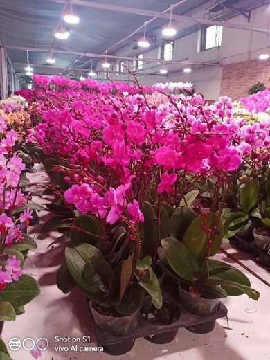 北京室内鲜花出租服务花卉销售