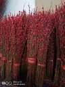 北京門(mén)頭溝鮮花出租價(jià)格,花卉租賃