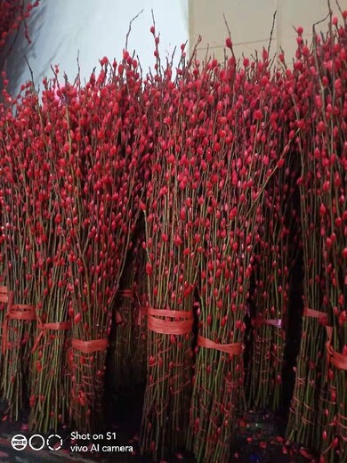 北京石景山活动鲜花出租多少钱一天,花卉销售