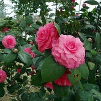 景德鎮(zhèn)1公分茶花價(jià)格