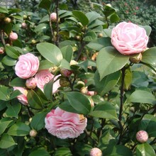 1公分茶花批發(fā)圖片