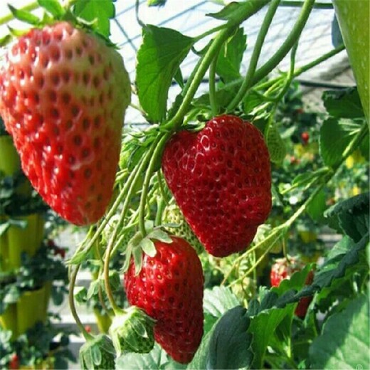 日照草莓苗價格