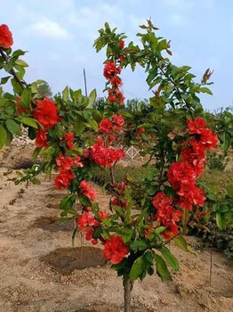 河北衡水出售庭院綠植花卉苗木