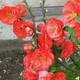 別墅庭院小區(qū)植物綠植圖