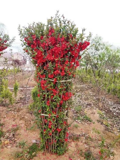 河北衡水柿子树苗圃在哪庭院绿植花卉苗木