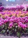 鮮花出租價(jià)格表花卉租擺