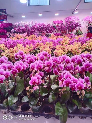北京东城鲜花出租价格,花卉销售