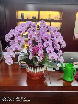 东城办公室鲜花出租设计花卉租赁